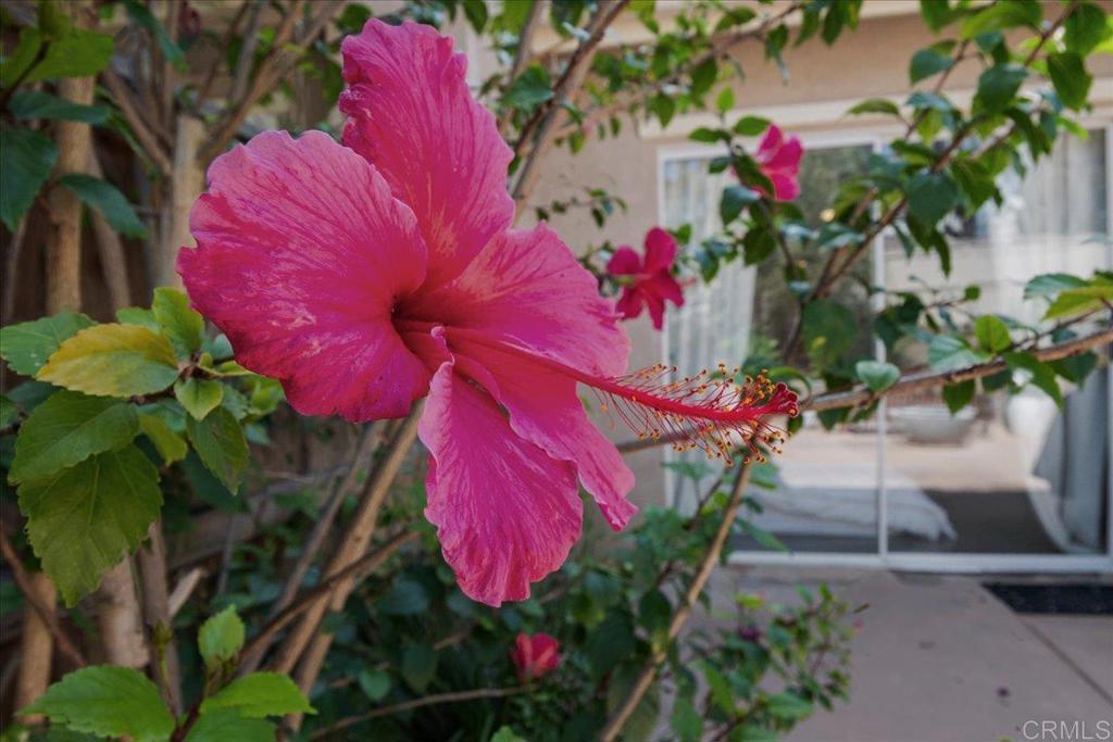 6458 Ficus Place Carlsbad, CA 92011 - Photo 40 of 54