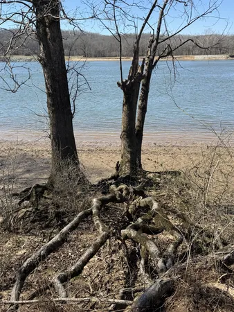 a view of a dry yard