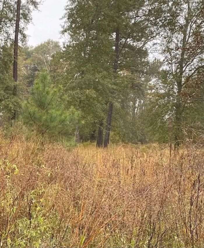 0 Simmons Dairy Road Cordele, GA 31015 - Photo 1 of 1