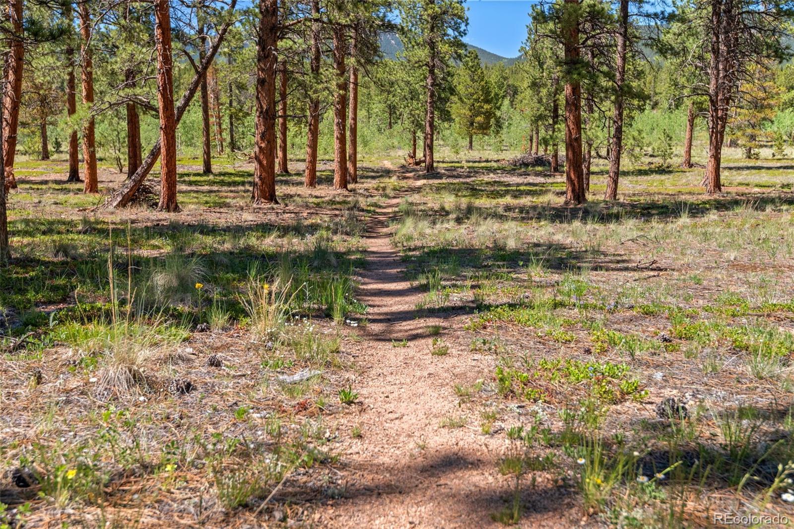 43 Crystal Rock Road Bailey, CO 80421 - Photo 27 of 50