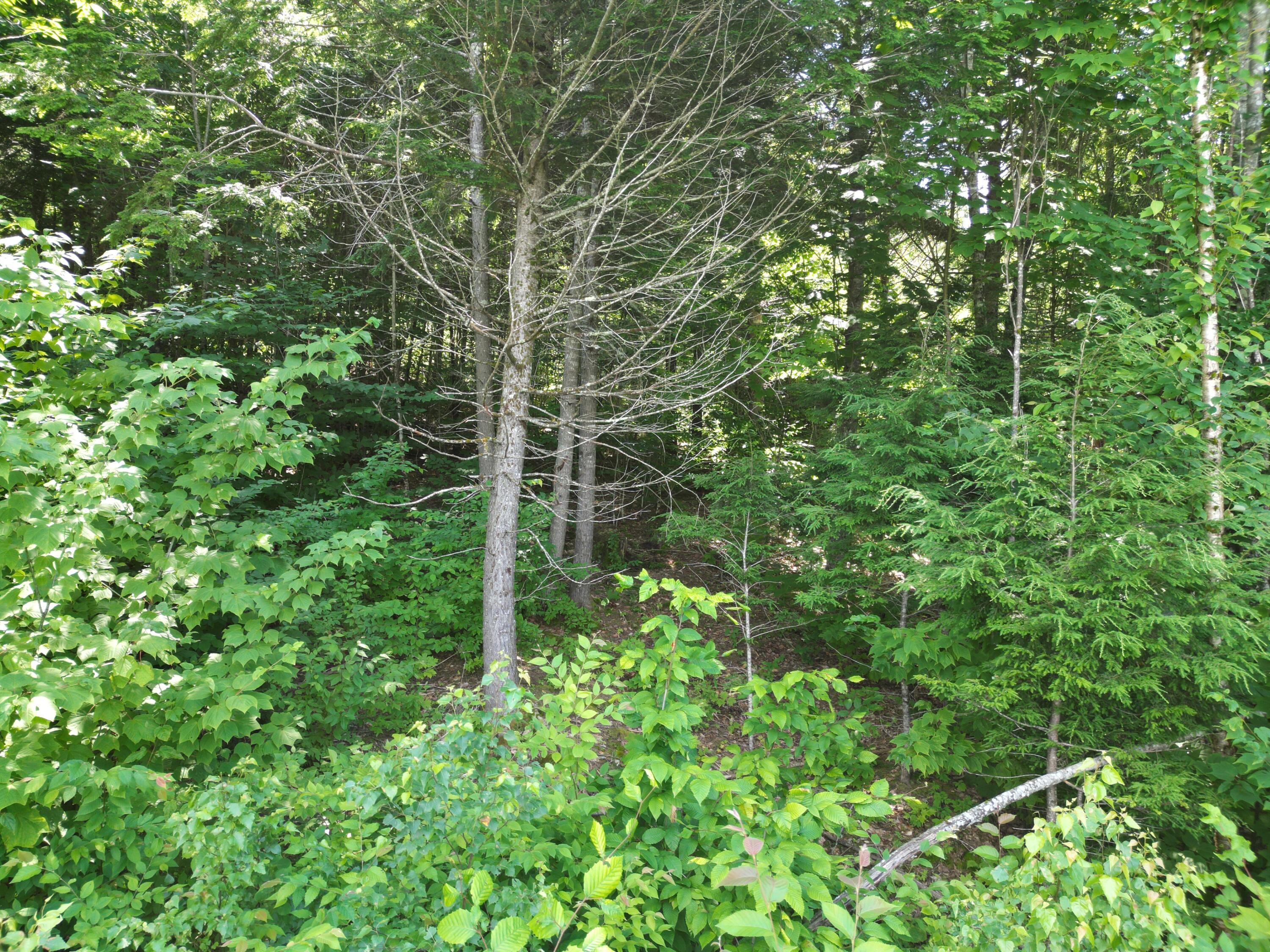 Lot 8 Dirty Glove Road Springfield, ME 04487 - Photo 12 of 21 DJI_0015