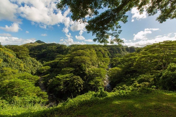6525 Kuamoo Road Kapaa, HI 96746 - Photo 2 of 25 Gallery Image 2