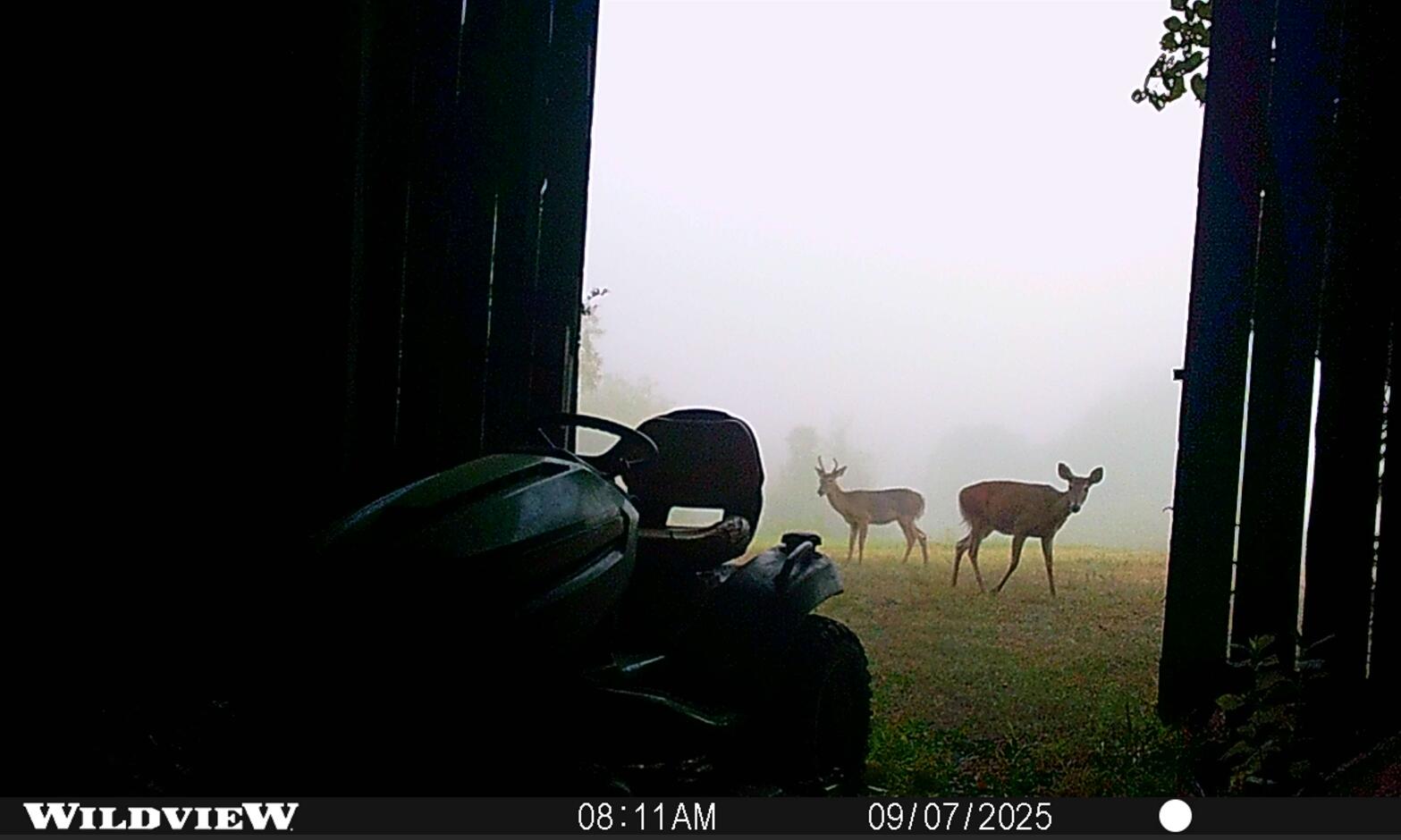 3890 Oregon Road Versailles, KY 40383 - Photo 30 of 36 2025-09-7 Barn Buck Doe