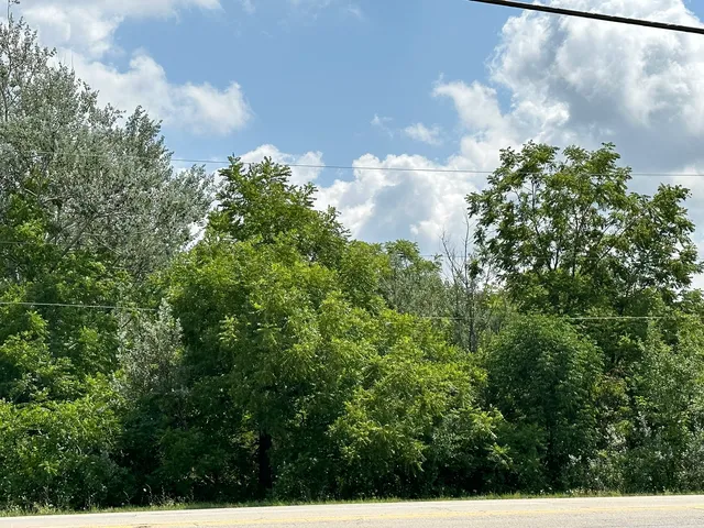 a close up of a tree in a garden