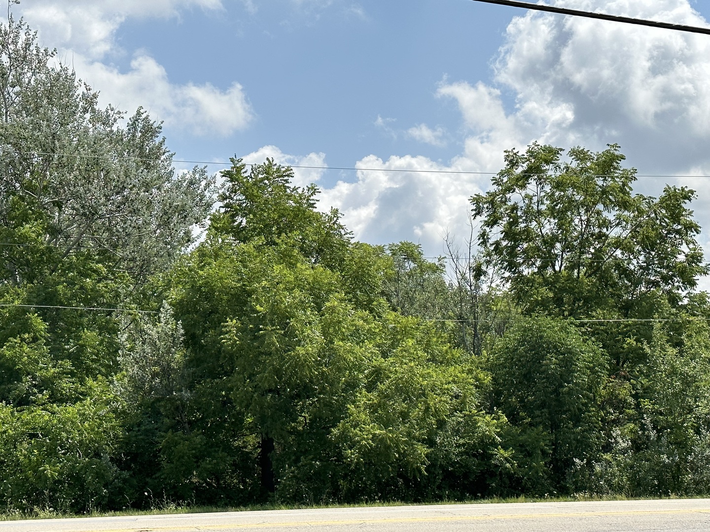 14463 South Bell Road Homer Glen, IL 60491 - Photo 3 of 3 a close up of a tree in a garden