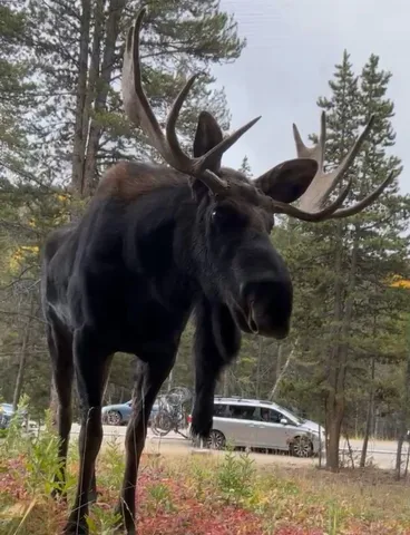 a picture of a tree in a yard