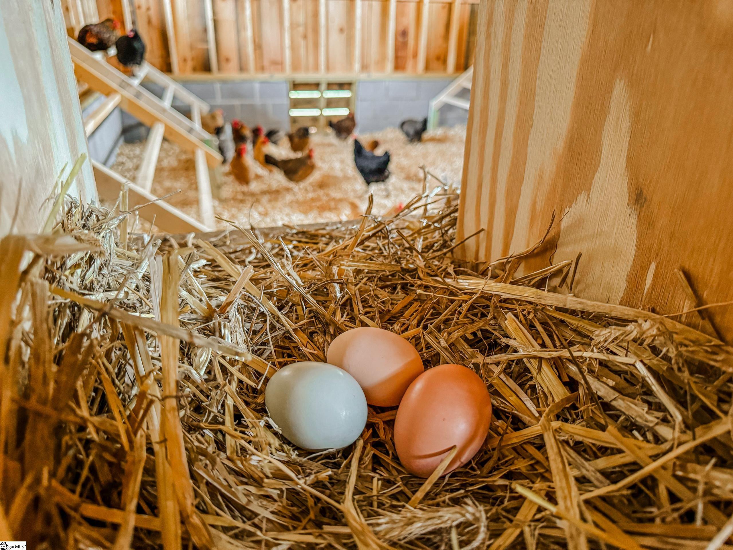 309 Mountain Top Trail Easley, SC 29640 - Photo 6 of 10 View of Chicken Coop