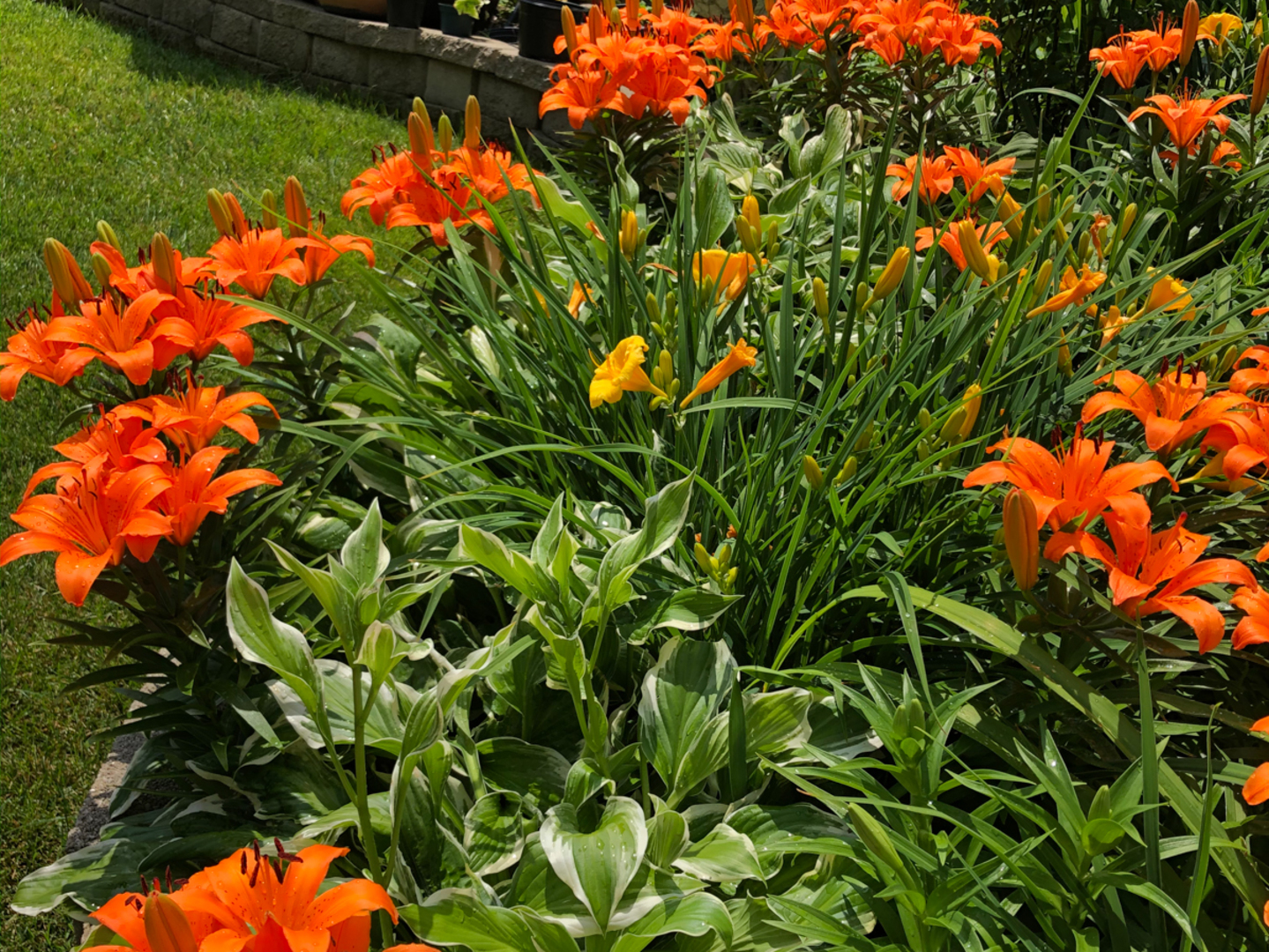 1026 Fortuna Avenue Park Ridge, IL 60068 - Photo 27 of 43 a view of a tree