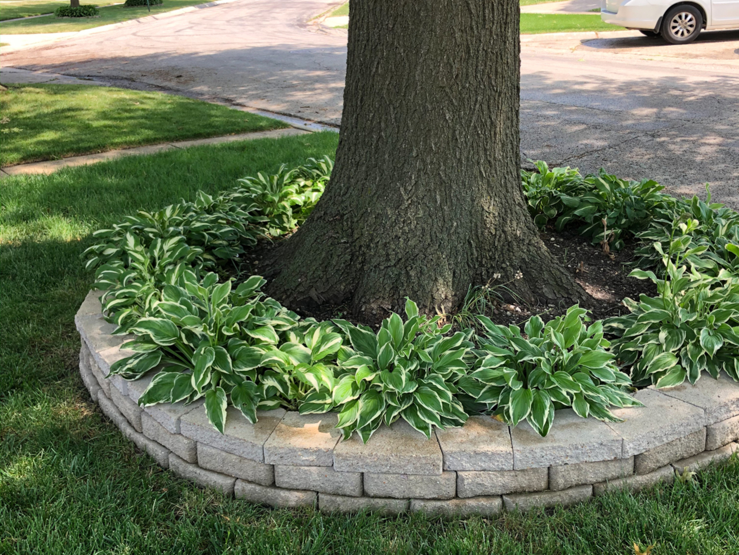 1026 Fortuna Avenue Park Ridge, IL 60068 - Photo 29 of 43 a view of a yard with plants