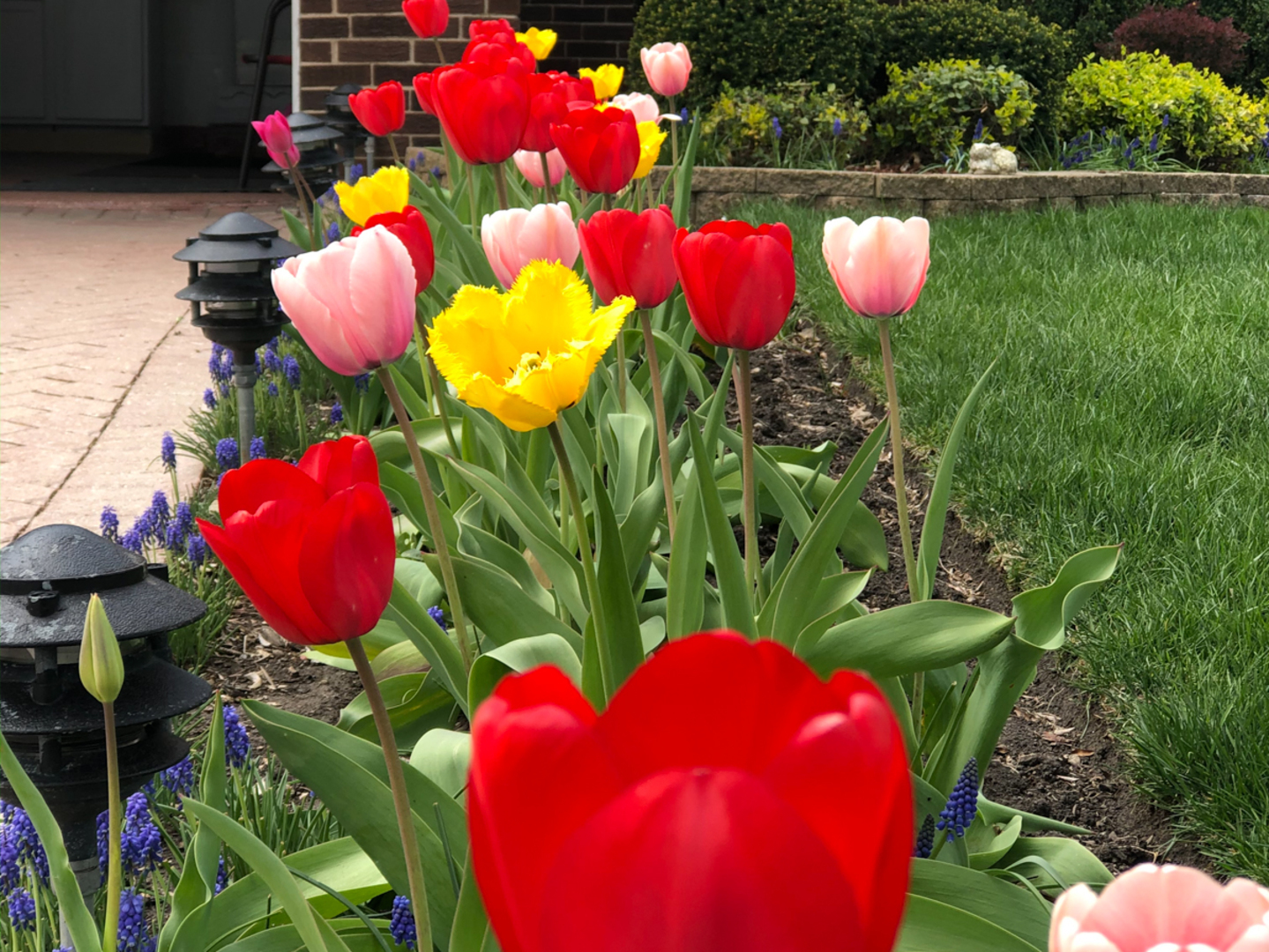 1026 Fortuna Avenue Park Ridge, IL 60068 - Photo 34 of 43 a view of a room that has a lot of flower plants