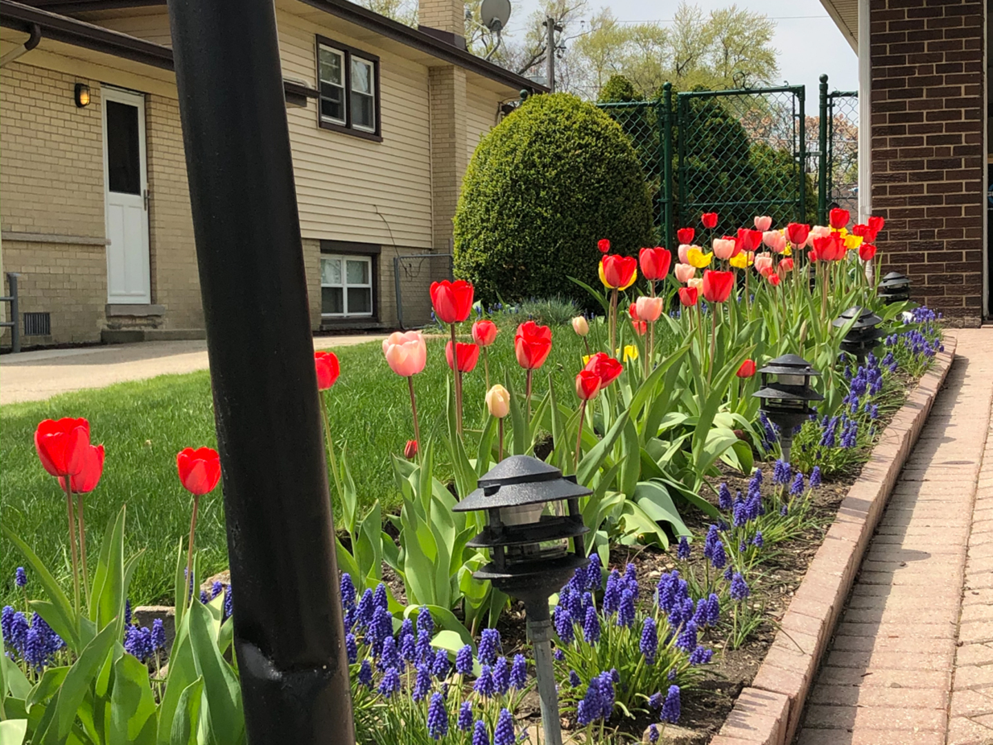 1026 Fortuna Avenue Park Ridge, IL 60068 - Photo 35 of 43 a flower plants