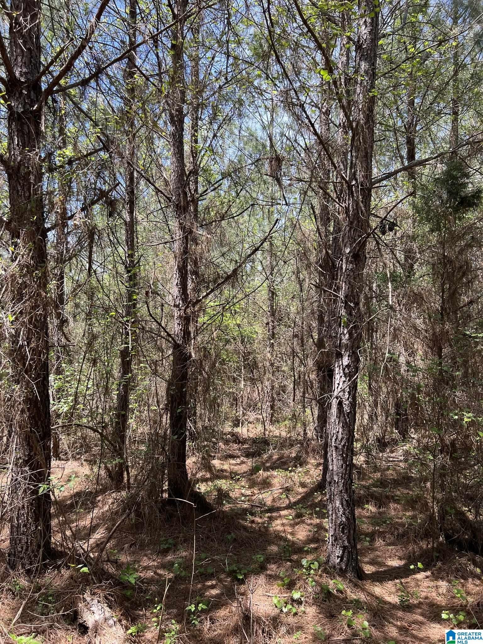 600 Reese Road Hamilton, AL 35570 - Photo 7 of 11