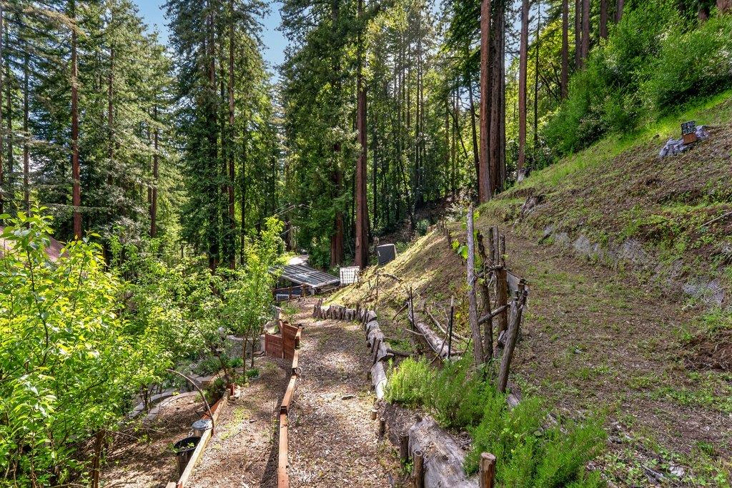 360 McGaffigan Mill Road Boulder Creek, CA 95006 - Photo 52 of 70 a view of a yard with plants and large trees