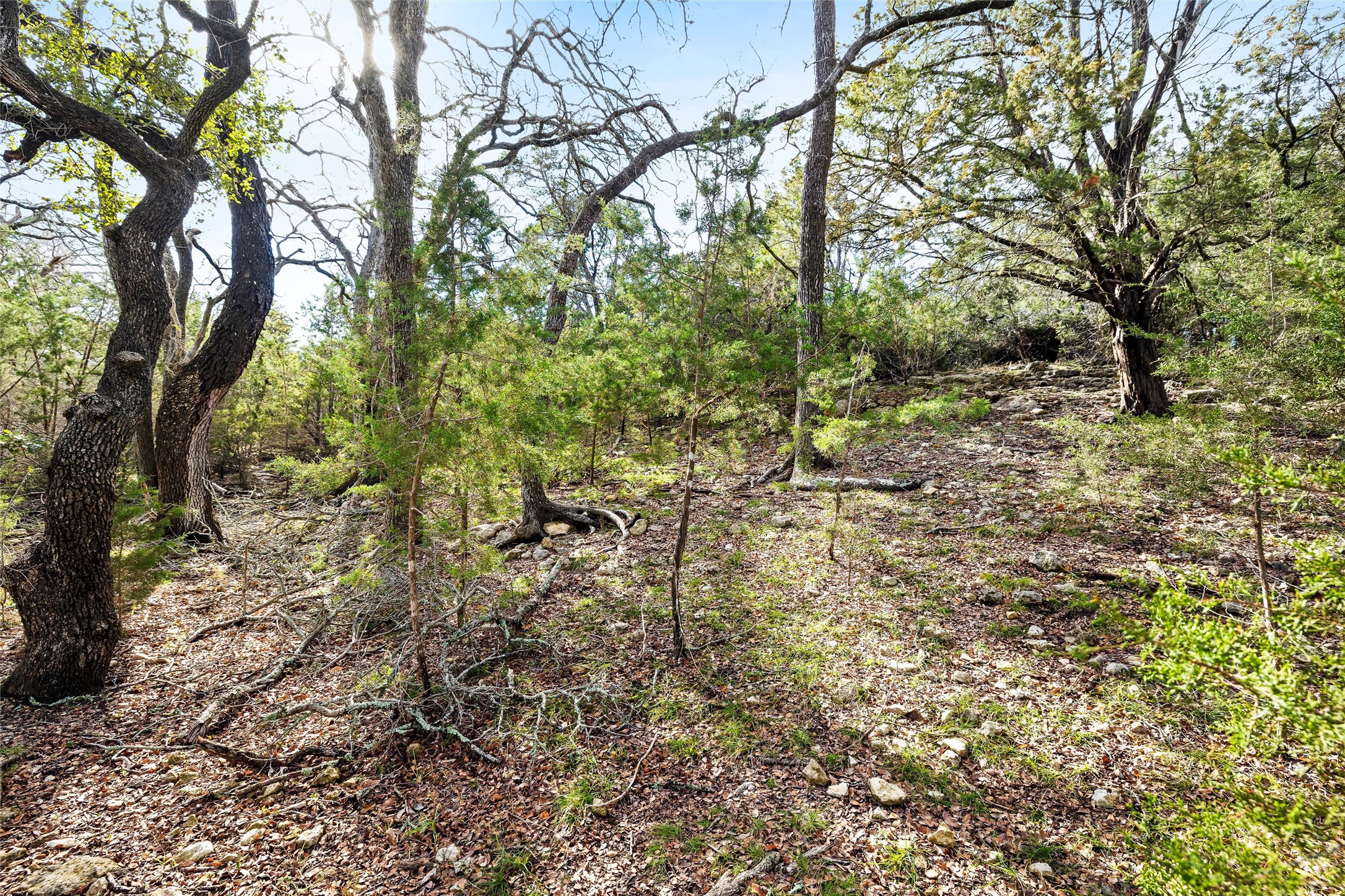 262 Beauchamp Road Dripping Springs, TX 78620 - Photo 9 of 10 a backyard of a house with lots of green space