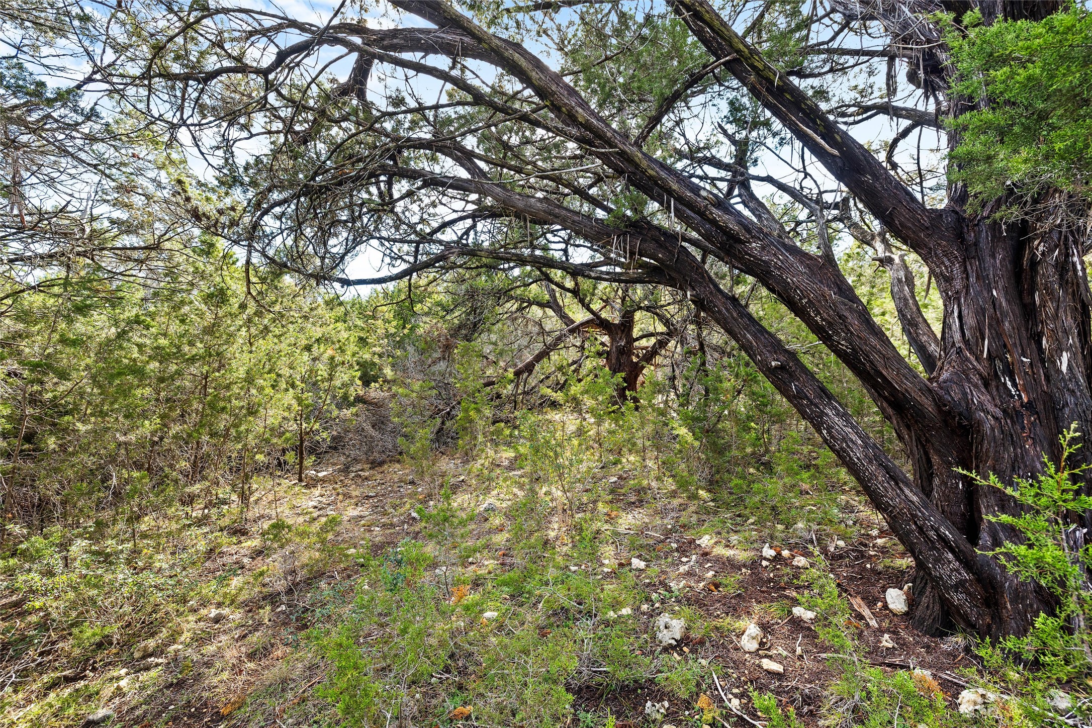 262 Beauchamp Road Dripping Springs, TX 78620 - Photo 10 of 10 a yard with tall trees