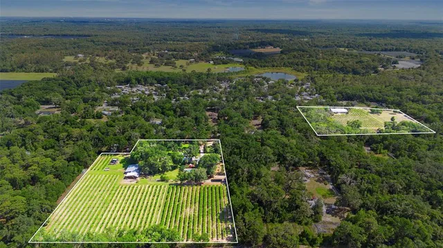 a view of a park with large trees
