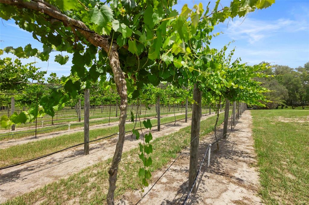 1056 Reynolds Road De Leon Springs, FL 32130 - Photo 2 of 74 a view of a park with large trees