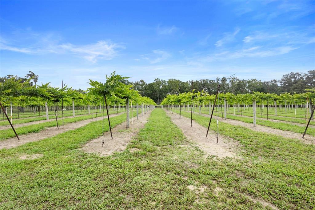 1056 Reynolds Road De Leon Springs, FL 32130 - Photo 43 of 74 a view of a park with a play ground