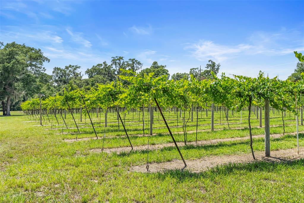 1056 Reynolds Road De Leon Springs, FL 32130 - Photo 44 of 74 a view of a park with a tree