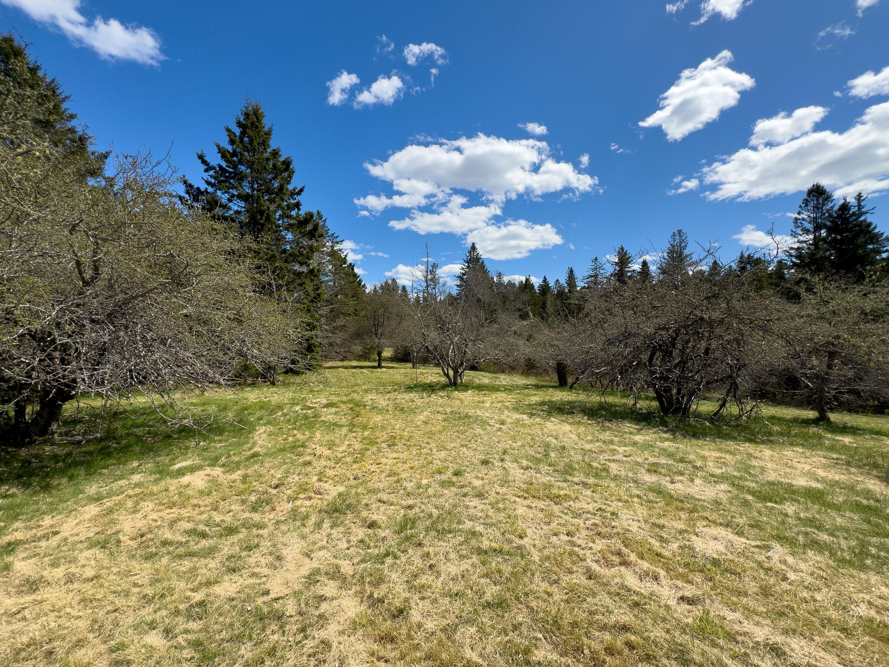 1058 Straight Bay Road Lubec, ME 04652 - Photo 37 of 81 1058 STRAIGHT BAY ROAD ORCHARD 2