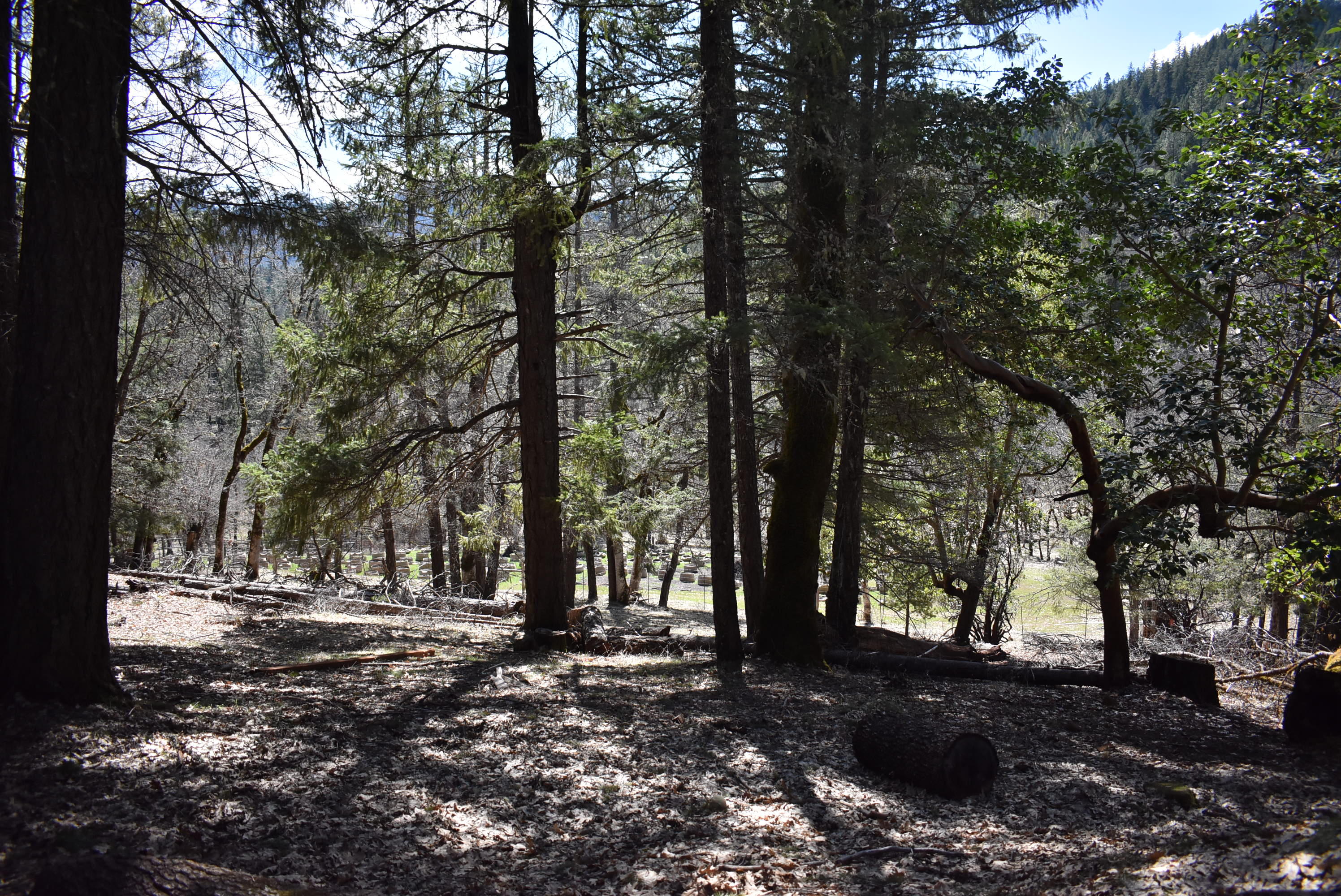 1110 Mc Alexander Road Hayfork, CA 96041 - Photo 25 of 34 The Land