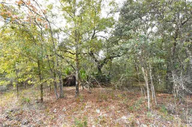 a view of a forest that has a tree