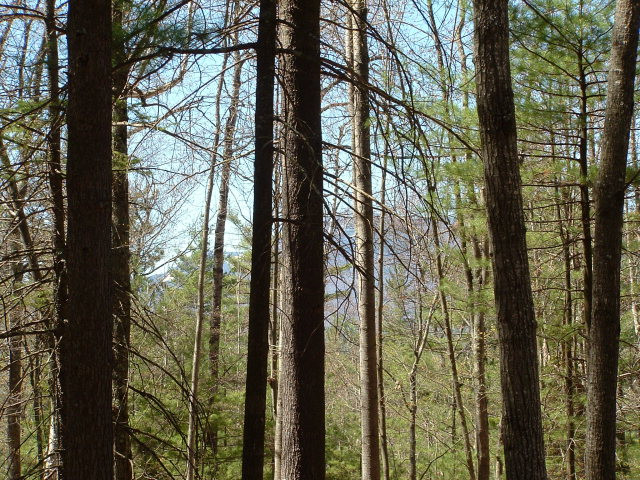 203 Sequoia Mt Road Jay, NY 12941 - Photo 1 of 1 Gallery Image 1