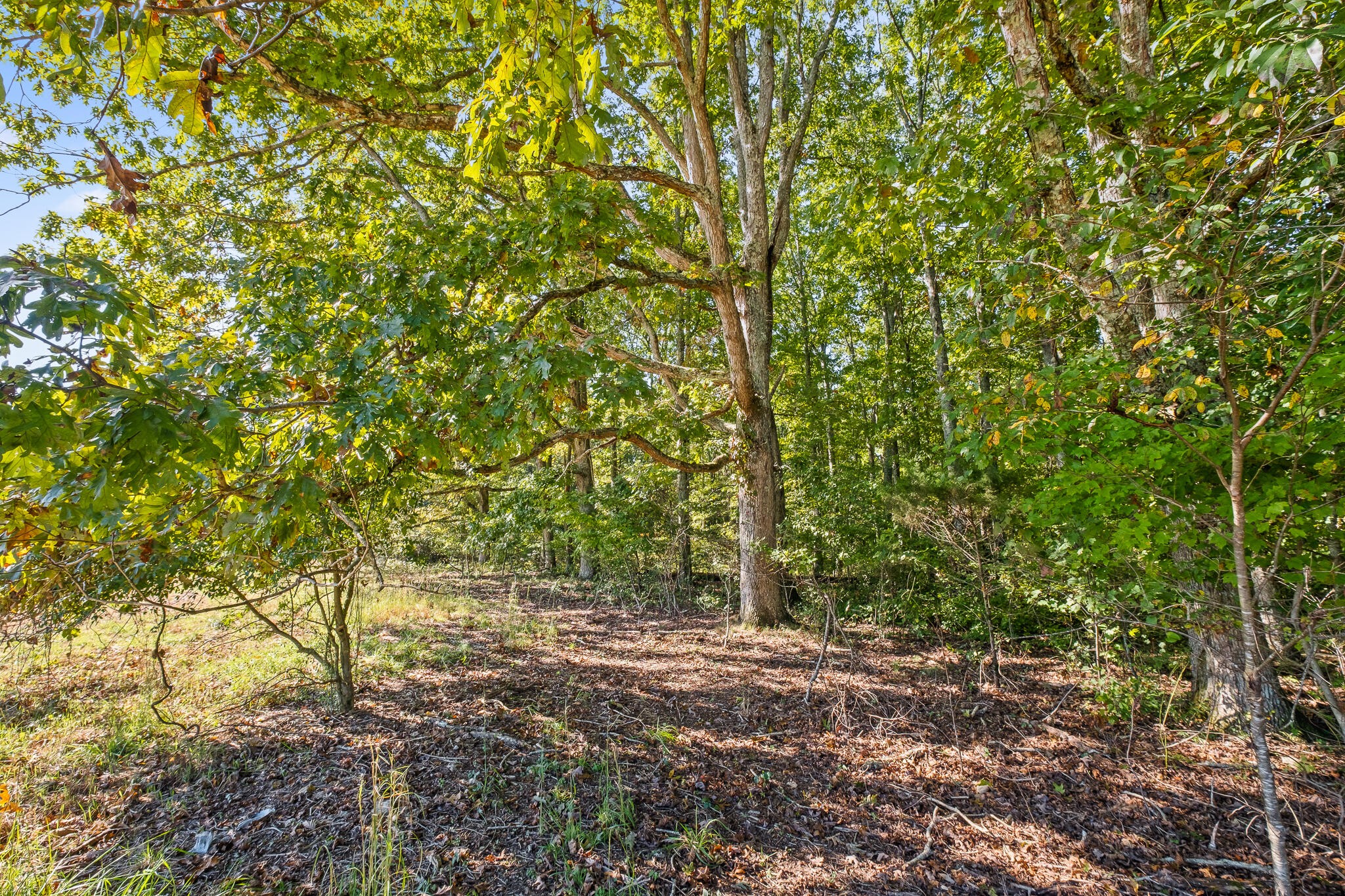 0 North Moore Road Rising Fawn, GA 30738 - Photo 23 of 30 a big yard with lots of green space and house