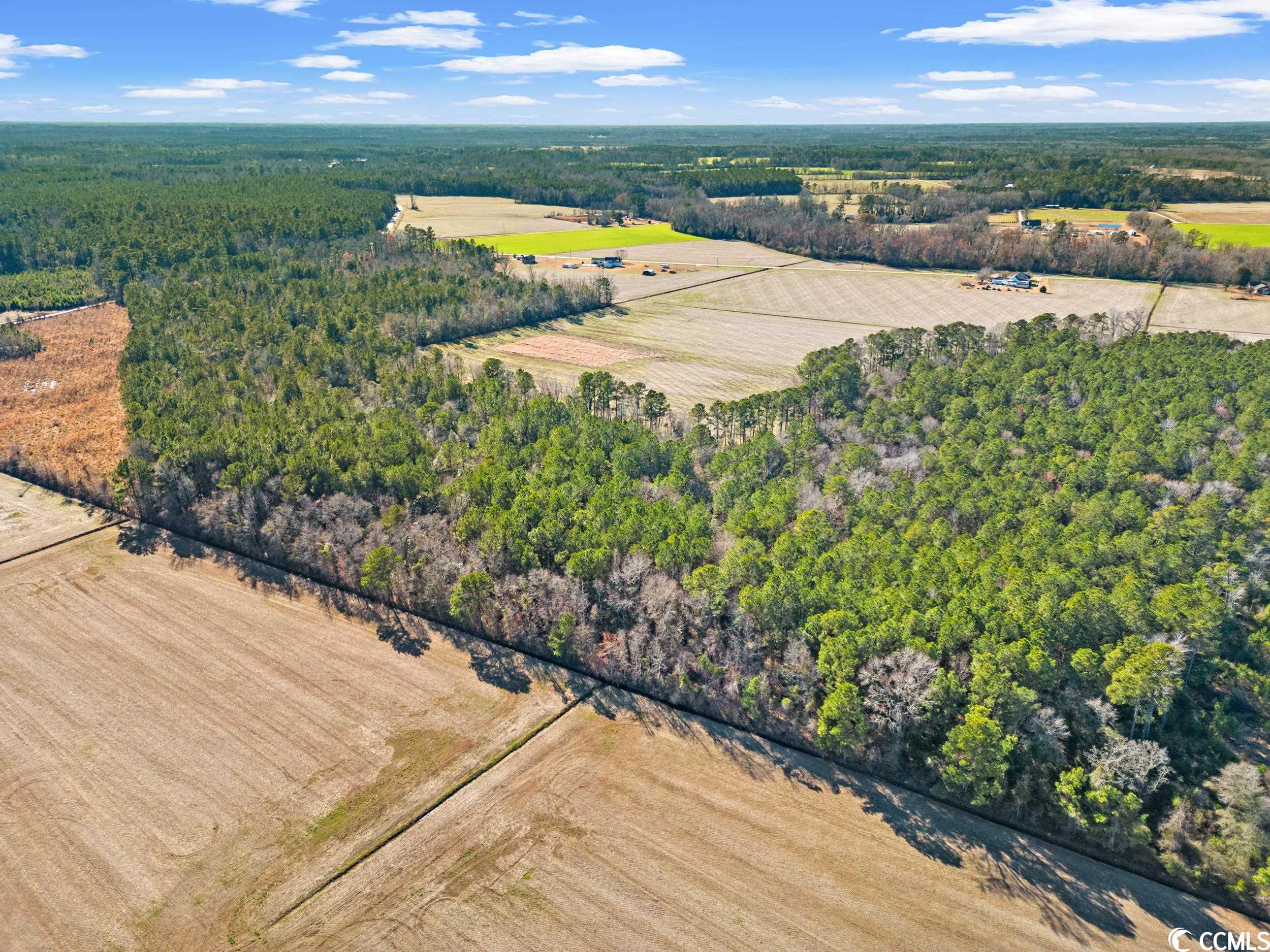 Tbd Kemper Road Nichols, SC 29581 - Photo 4 of 11 Gallery Image 4