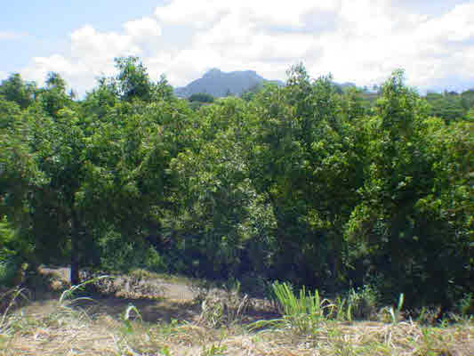 4691 Kanaele Road Kapaa, HI 96746 - Photo 13 of 18 Gallery Image 13
