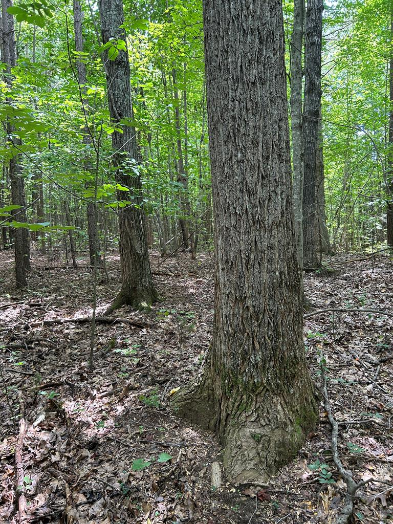 Ebenezer Way Kenbridge, VA 23944 - Photo 1 of 5 Gallery Image 1