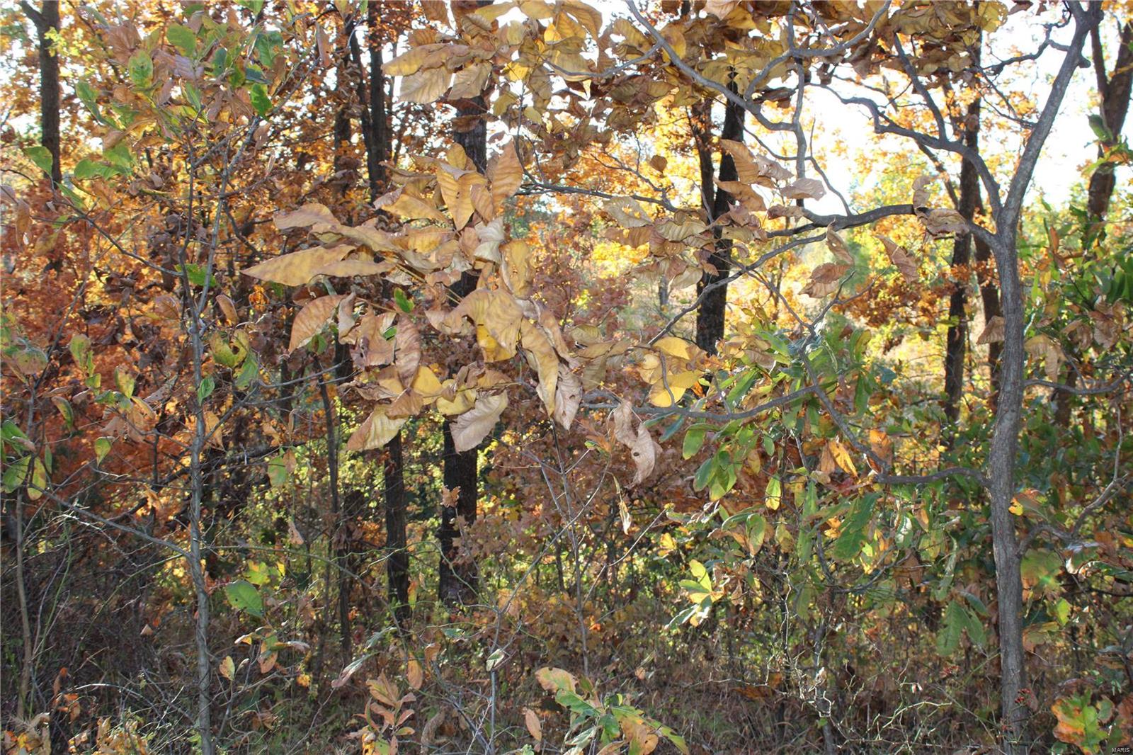 0 Bethel Church Road Pinckneyville, IL 62274 - Photo 13 of 16 Gallery Image 13