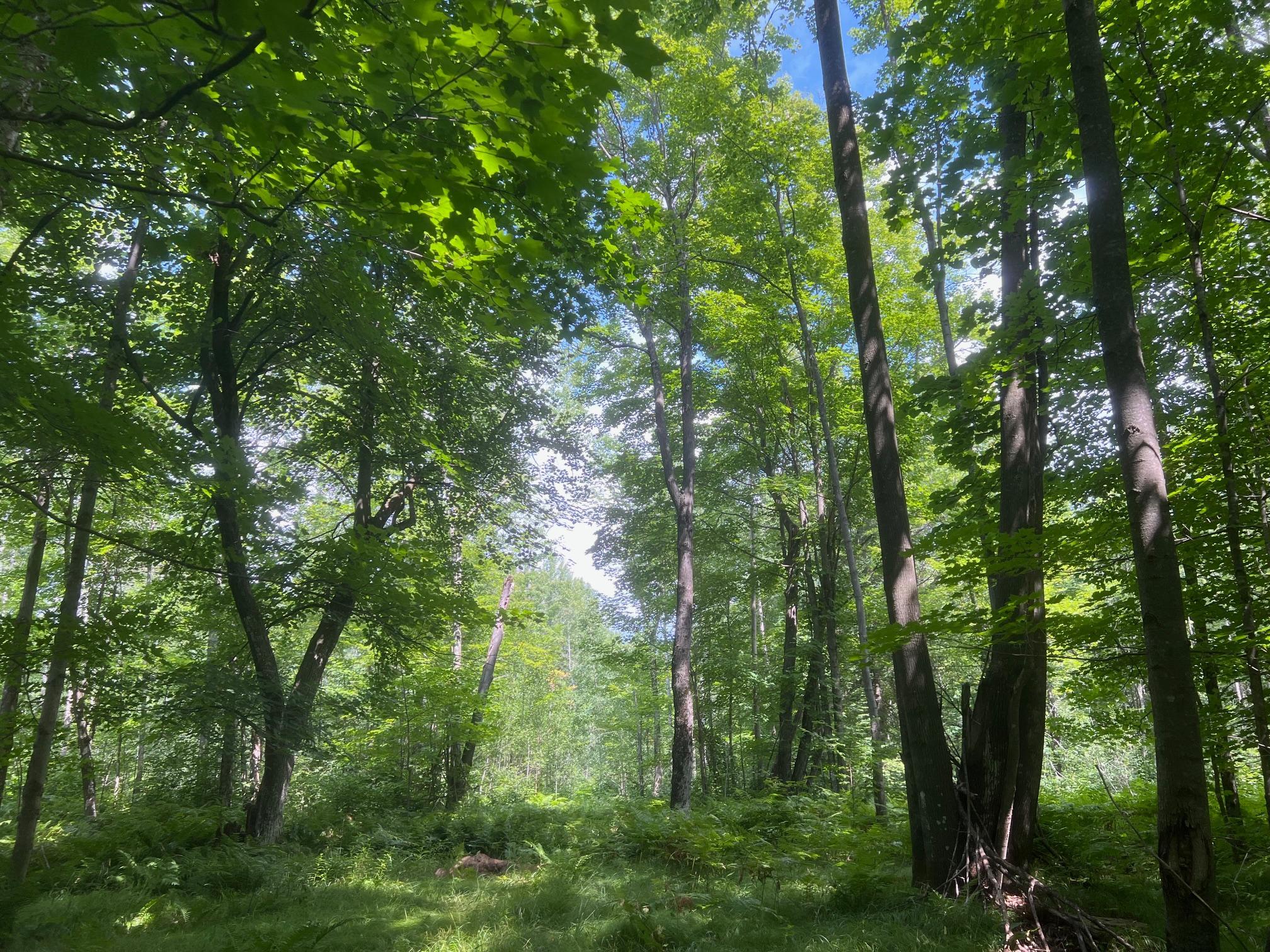 Tbd County Road M Ogema, WI 54459 - Photo 11 of 34