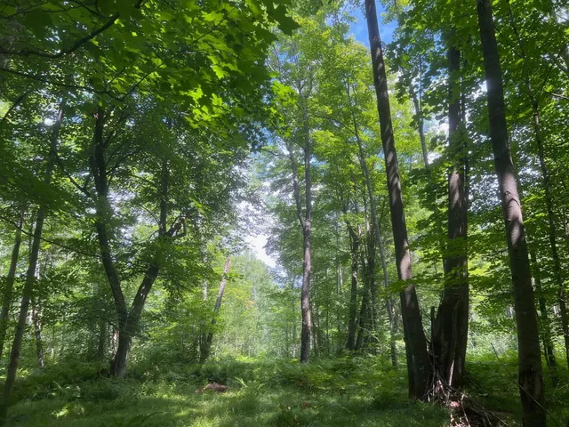 $314,900 | Tbd County Road M, Ogema, WI 54459