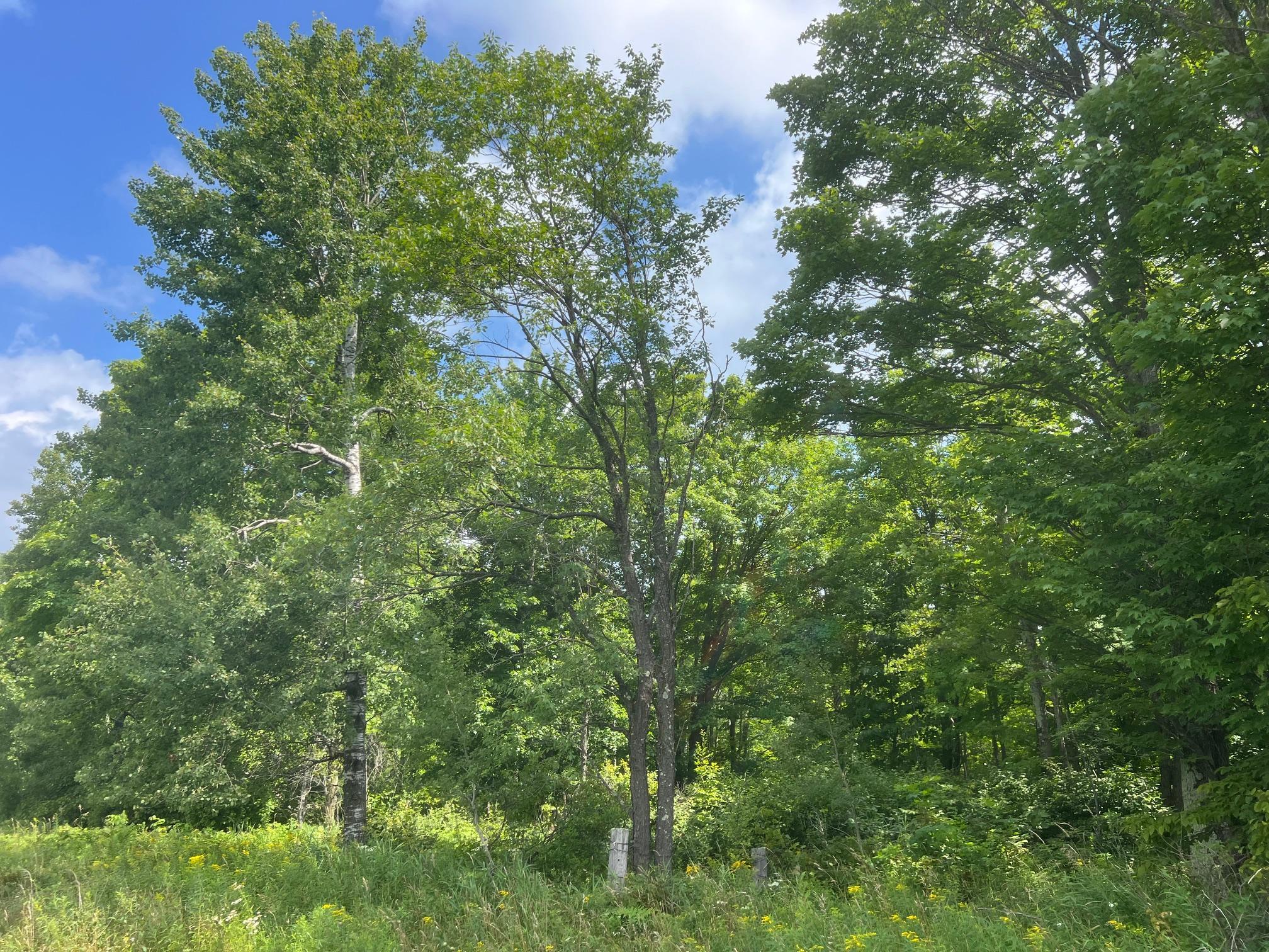 Tbd County Road M Ogema, WI 54459 - Photo 23 of 34