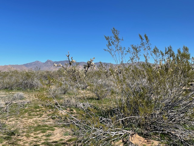 20810 South Cheyenne Road Yucca, AZ 86438 - Photo 11 of 26 a view of a sky