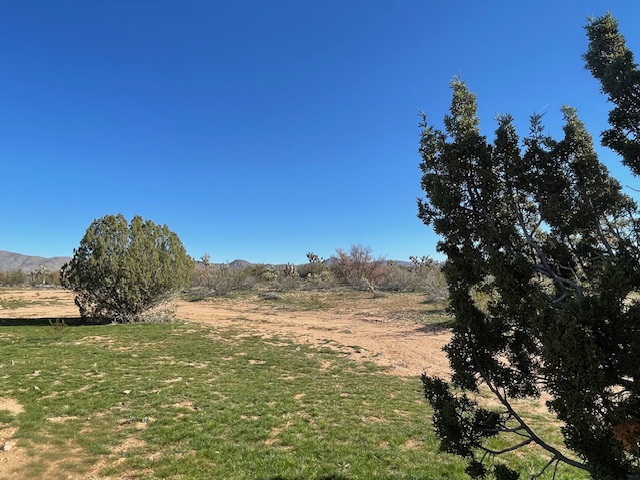 20810 South Cheyenne Road Yucca, AZ 86438 - Photo 14 of 26 a view of a large tree with a yard