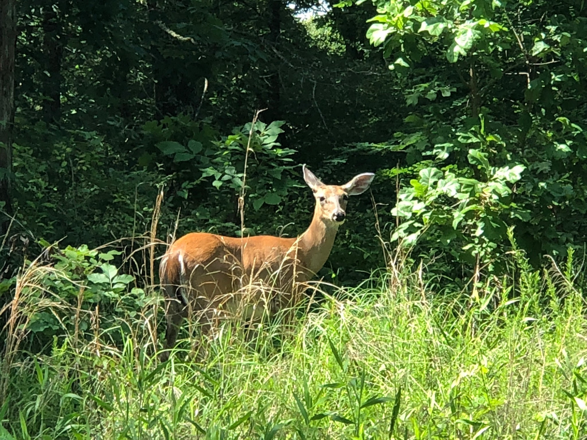 328 BigySmal Lane Cedar Grove, TN 38321 - Photo 12 of 26 a view of a chair and table in the garden