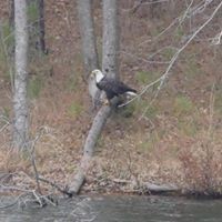 328 BigySmal Lane Cedar Grove, TN 38321 - Photo 17 of 26 a view of a dry space with wooden floor
