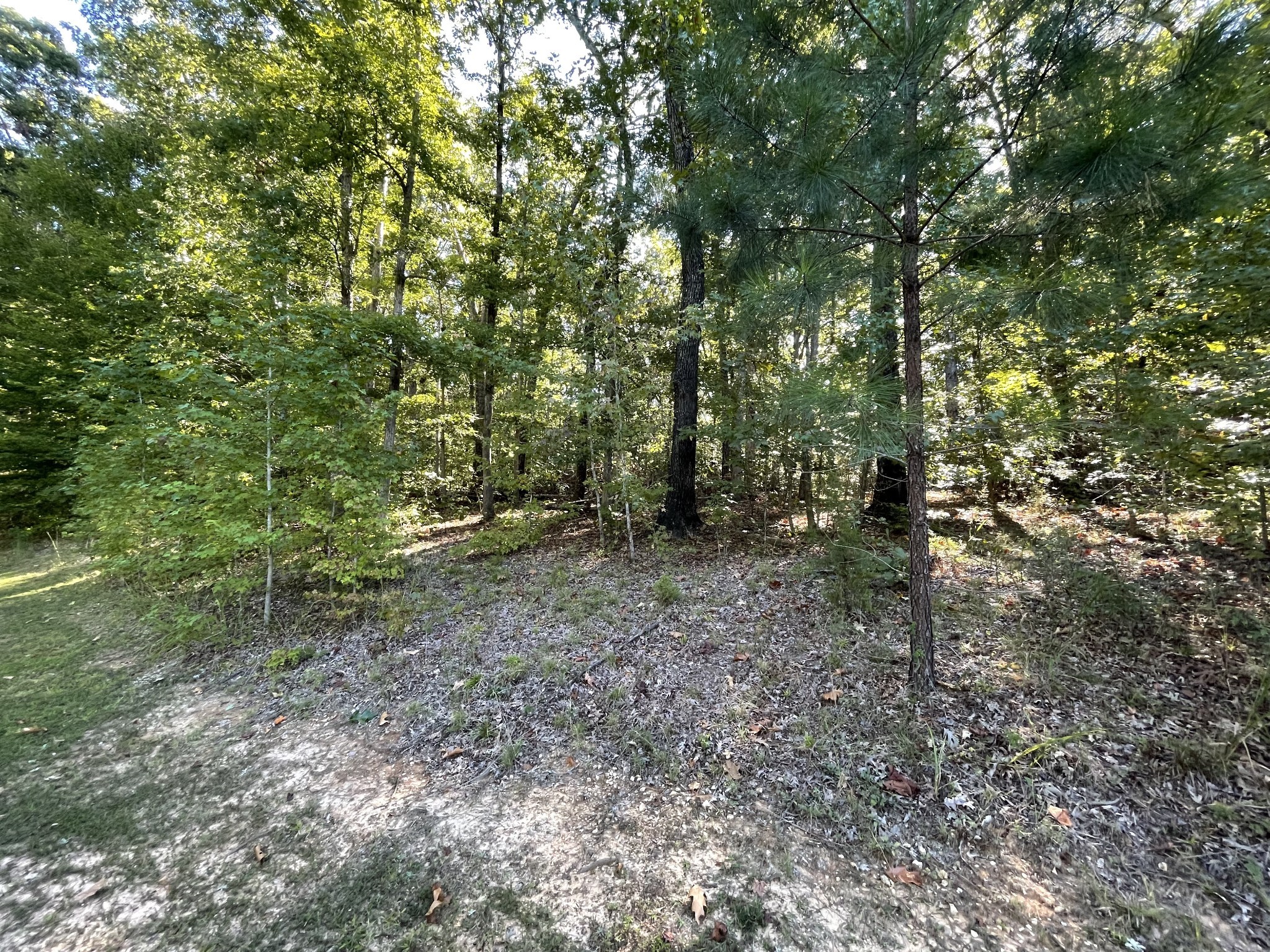 328 BigySmal Lane Cedar Grove, TN 38321 - Photo 3 of 26 a view of a forest that has a tree