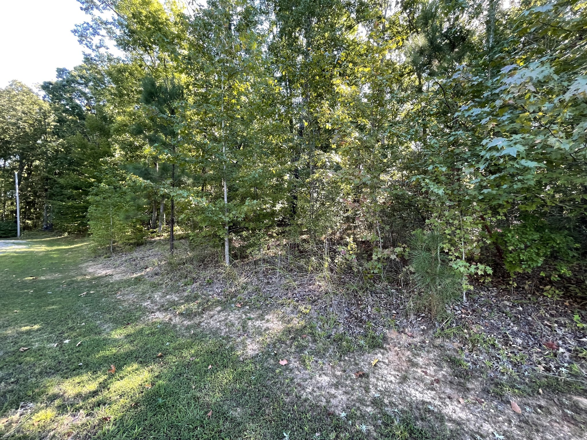 328 BigySmal Lane Cedar Grove, TN 38321 - Photo 5 of 26 a view of a forest with trees in the background