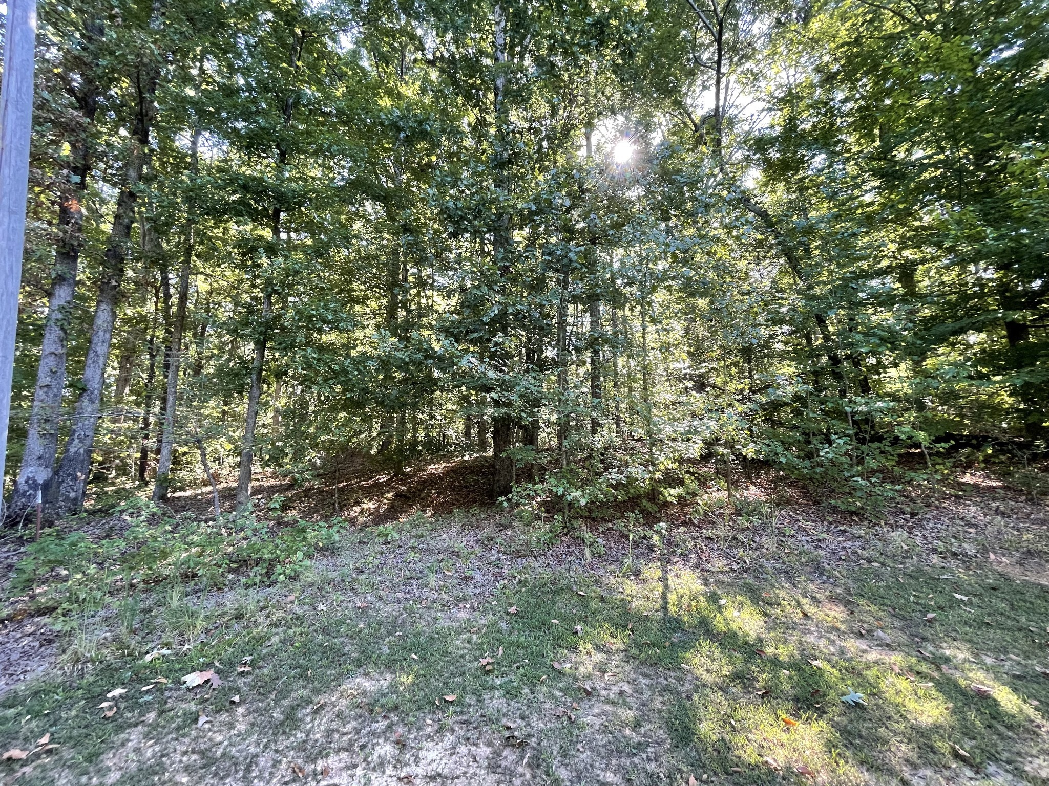 328 BigySmal Lane Cedar Grove, TN 38321 - Photo 6 of 26 a view of a forest that has a tree