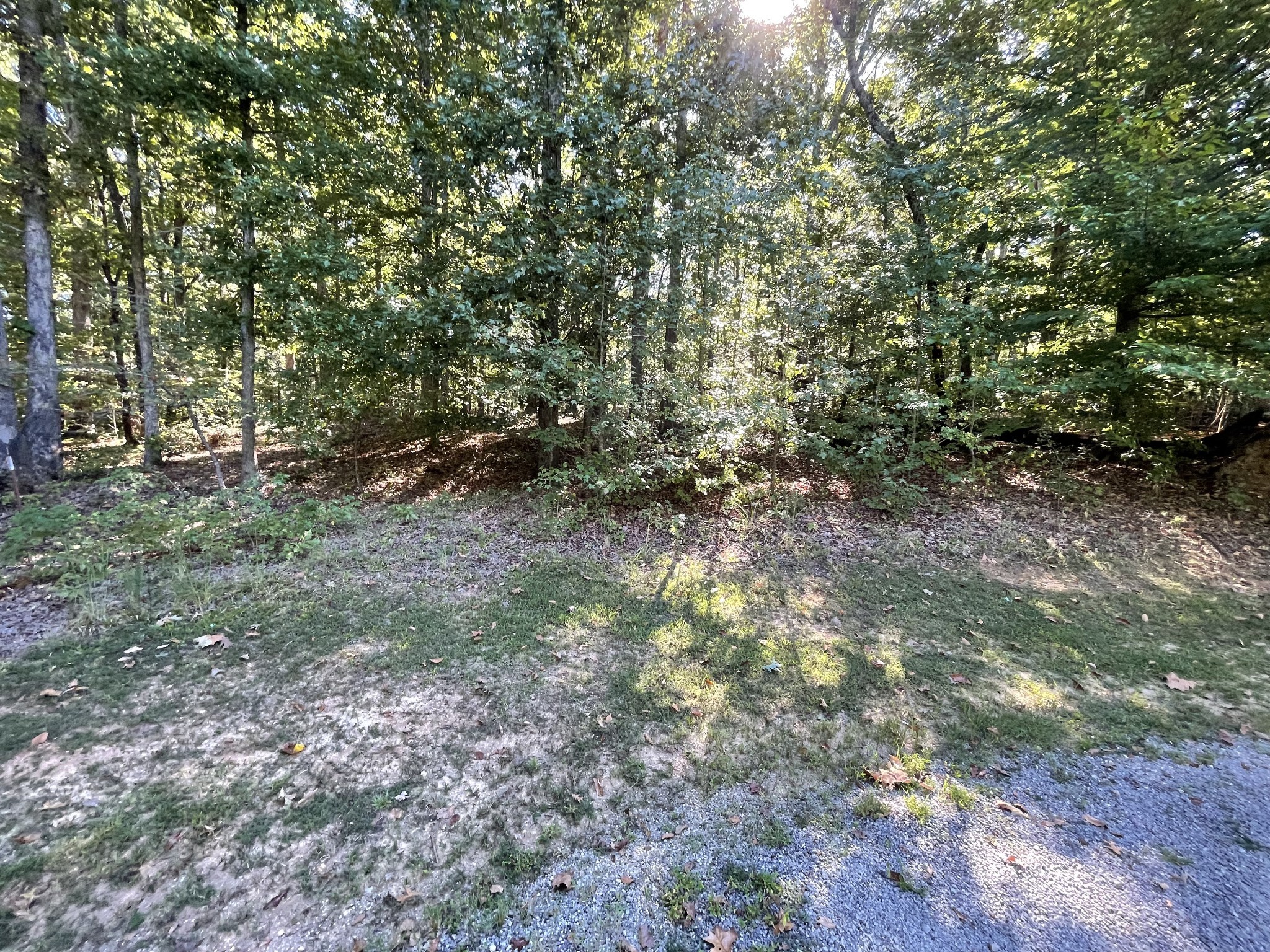 328 BigySmal Lane Cedar Grove, TN 38321 - Photo 7 of 26 a view of a yard with a tree