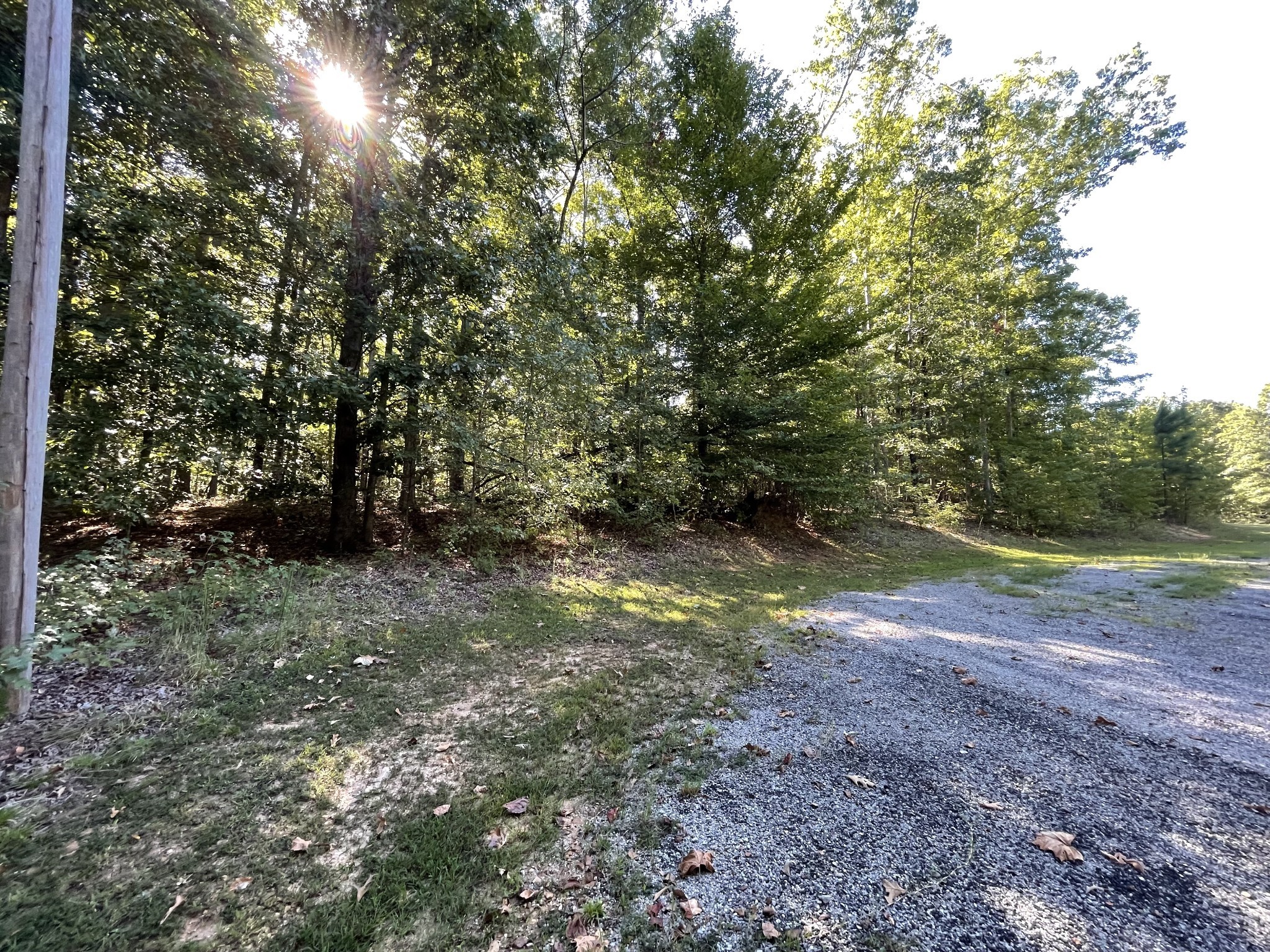 328 BigySmal Lane Cedar Grove, TN 38321 - Photo 8 of 26 a view of a yard with a tree