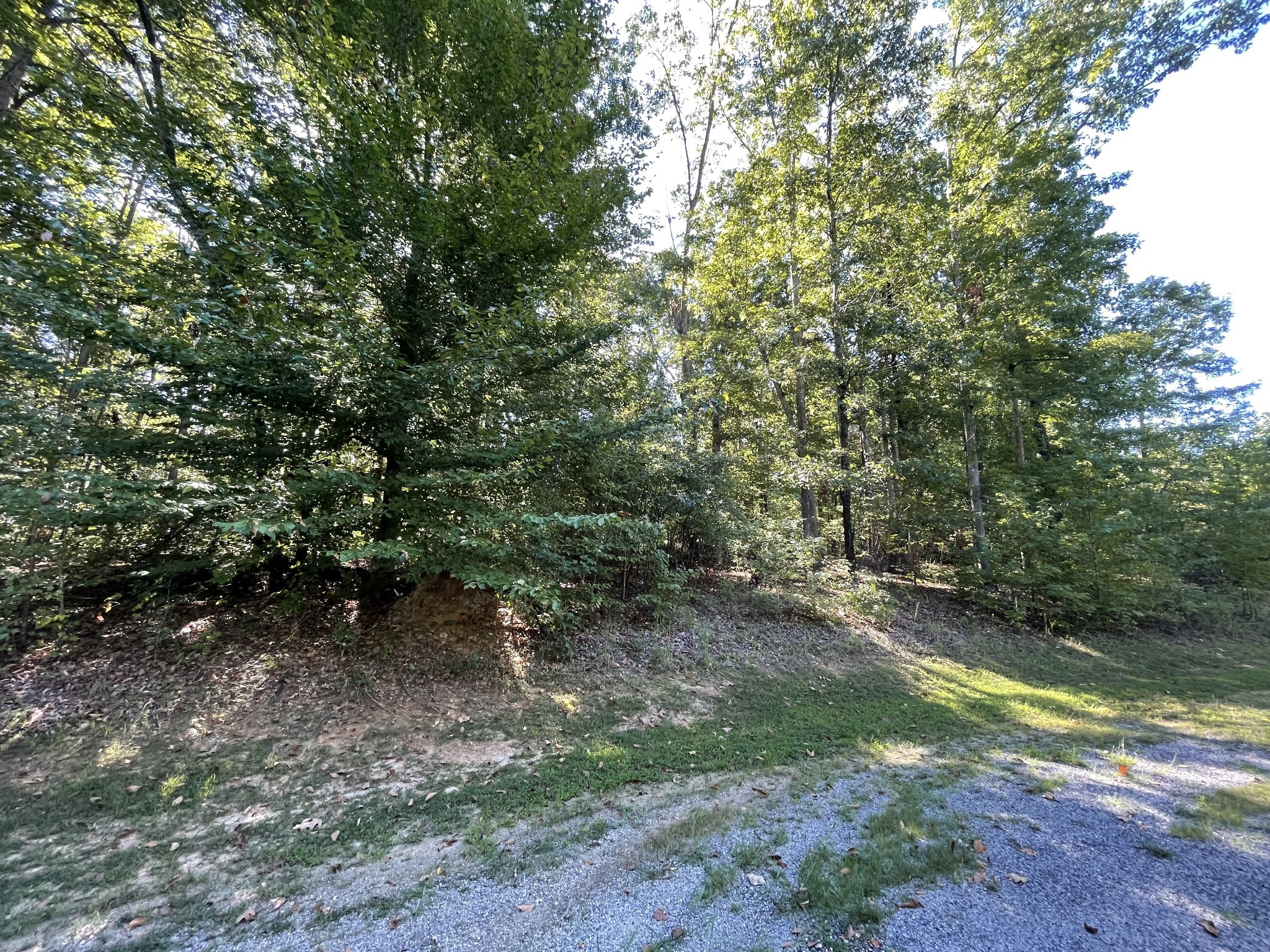 328 BigySmal Lane Cedar Grove, TN 38321 - Photo 9 of 26 a view of a forest with trees in the background