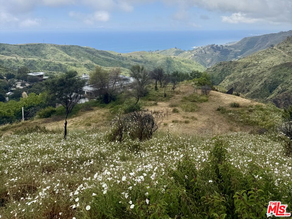 62 Tuna Canyon Road Topanga, CA 90290 - Photo 1 of 8 a view of a forest with a mountain in the background
