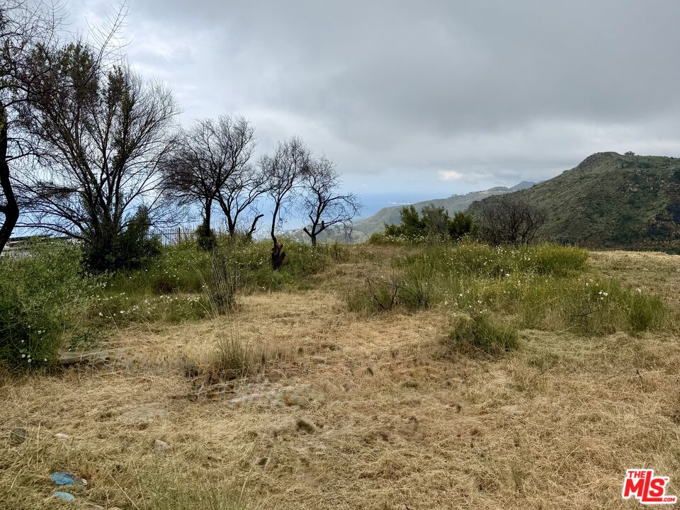 62 Tuna Canyon Road Topanga, CA 90290 - Photo 4 of 8 a view of a dry yard with trees