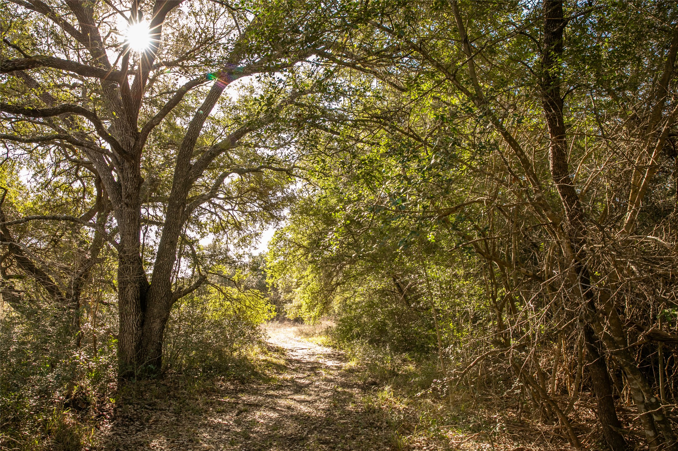 11107 Mt Falls School Road Washington, TX 77880 - Photo 21 of 26