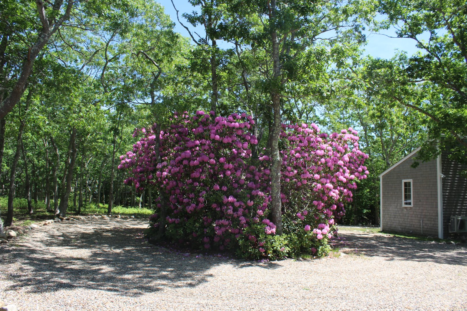 37 Edgartown Meadows Road Edgartown, MA 02539 - Photo 6 of 38 a backyard of a house with lots of green space