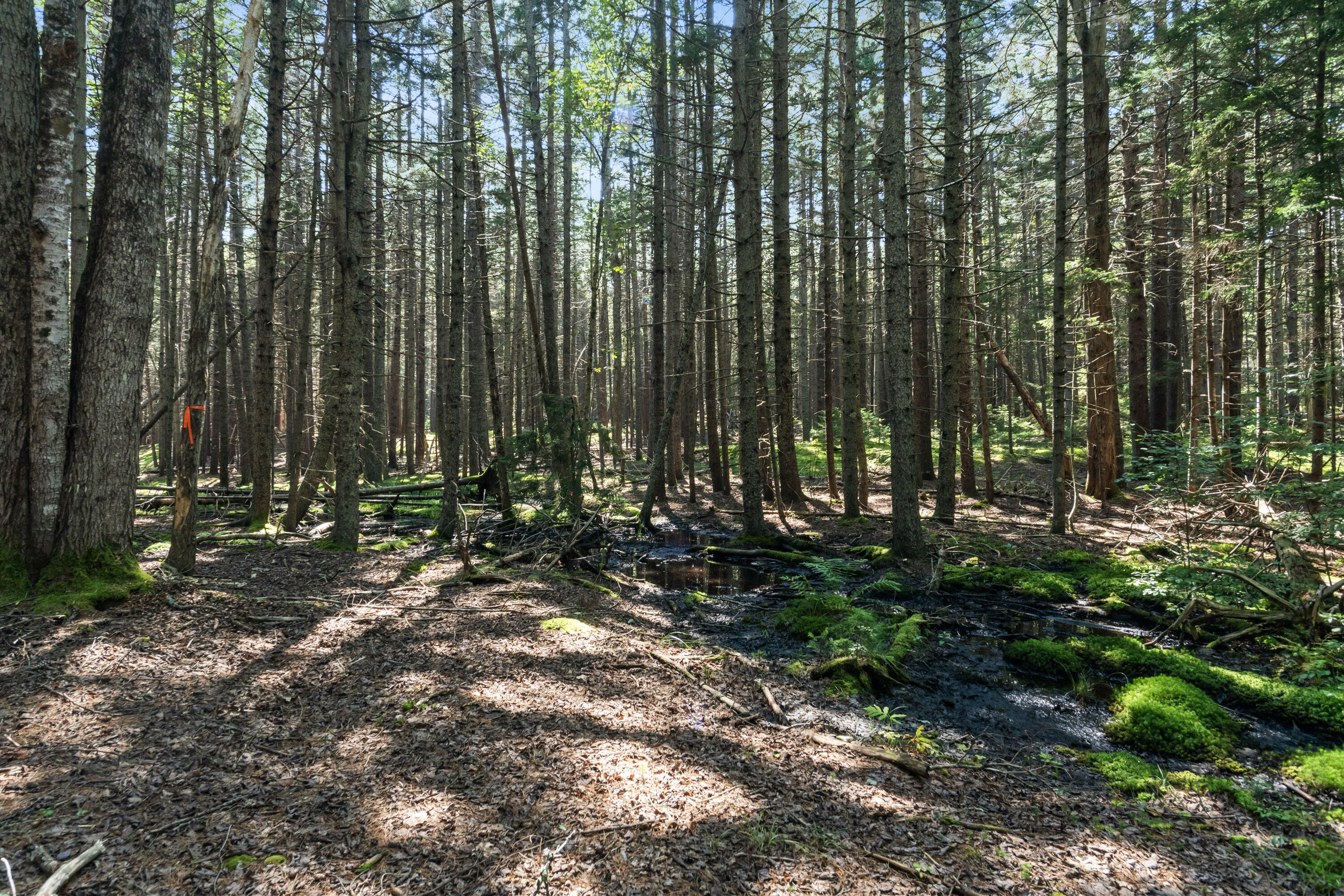 2 Allen Point Road Harpswell, ME 04079 - Photo 5 of 10 Allen Point Rd Lot 145-1_102